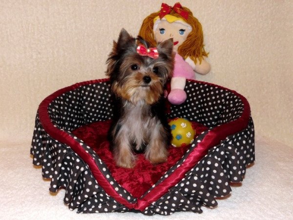 Yorkshire Terrier, Yorki