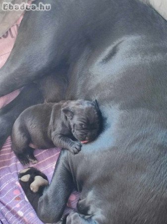 CANE CORSO KÖLYÖK