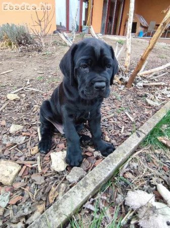 CANE CORSO KÖLYÖK