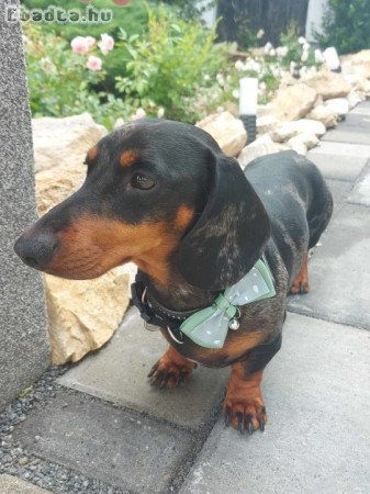 \"ZULU\" fajtatiszta törzsk. Harlekin tacsi fedez