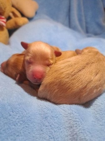 Máltai+uszkár=Maltipoo havanese bichon