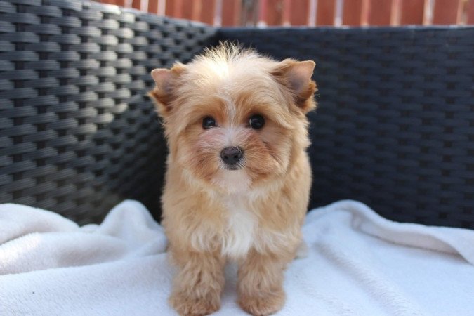 Golddust Yorkshire Terrier