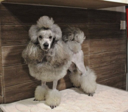 Silver Poodle