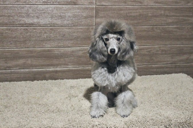 Silver Poodle