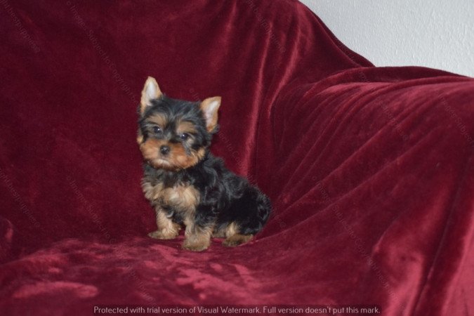 Yorkshire terrier