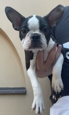 Boston Terrier