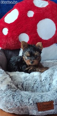 Eladó yorkshire terrier kiskutya