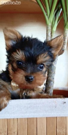 Eladó yorkshire terrier kiskutya