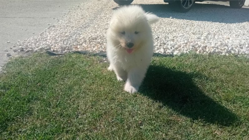 Samoyed