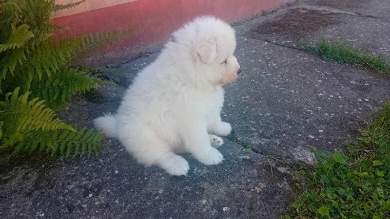 Samoyed