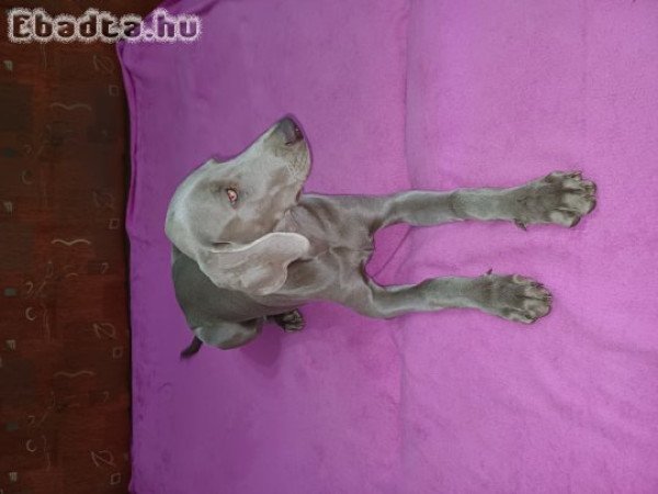 Weimarien kiskutyák