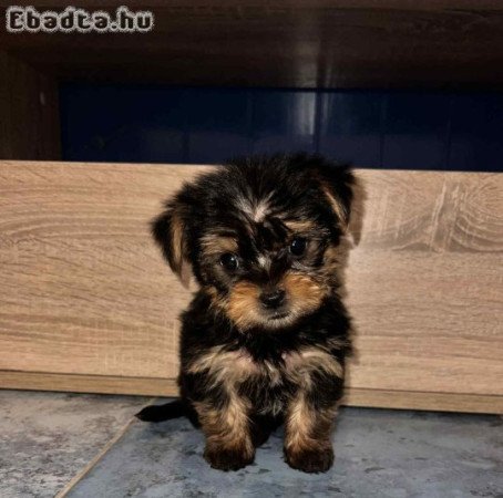 Yorkshire Terrier bébik