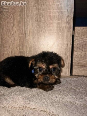 Yorkshire Terrier bébik