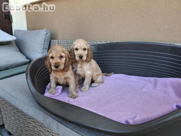 Angol cocker spániel kiskutya