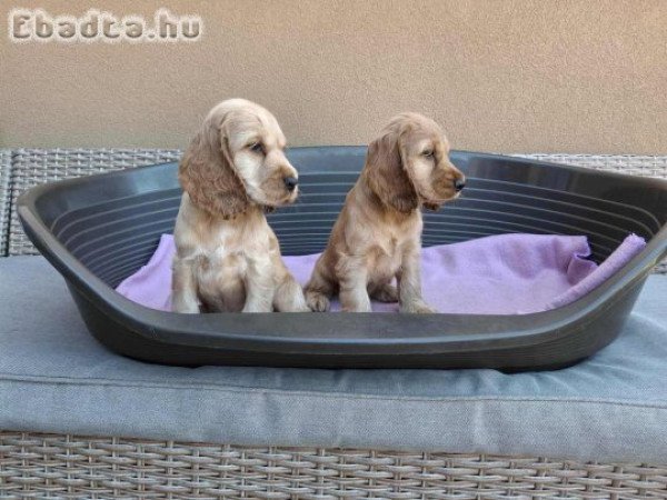 Angol cocker spániel kiskutya