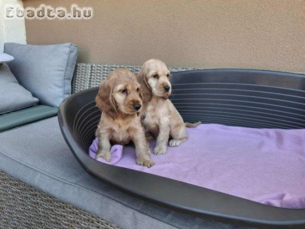 Angol cocker spániel kiskutya