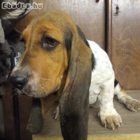 Imádnivaló Bassed Hound kölyök új gazdit keres