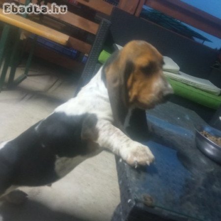 Imádnivaló Bassed Hound kölyök új gazdit keres
