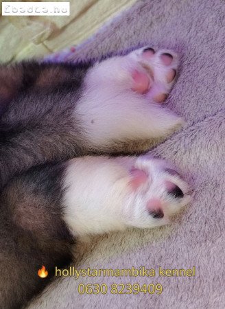 Eladó Bernáthegyi Kiskutyák