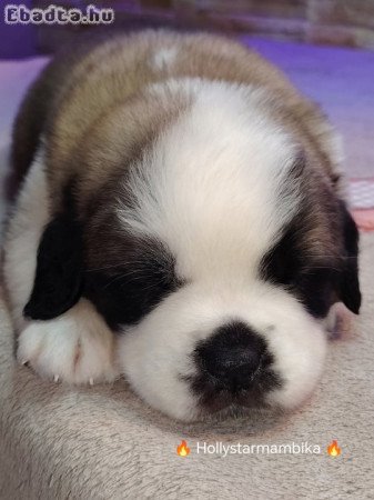 Eladó Bernáthegyi Kiskutyák