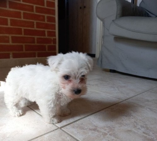 Bichon havanese