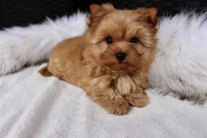 Yorkshire Terrier