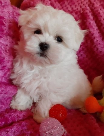 Bichon Havanese