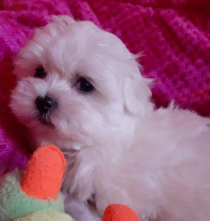 Bichon Havanese