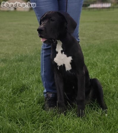 Német dog kölykök