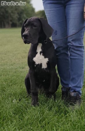 Német dog kölykök