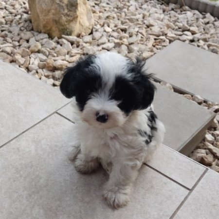 Bichon Havanese