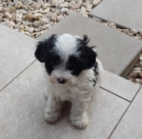 Bichon Havanese