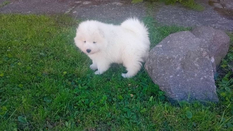 Samoyed