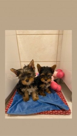 Yorkshire terrier