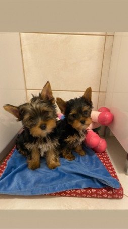 Yorkshire terrier