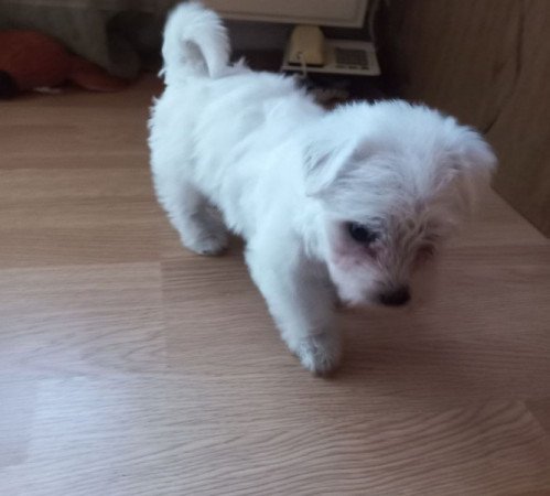 Bichon havanese