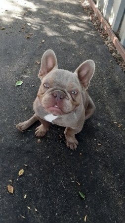 Francia bulldog