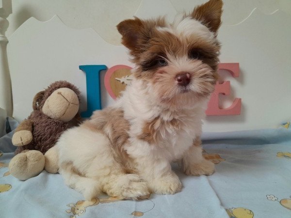 Biro Yorkshire terrier