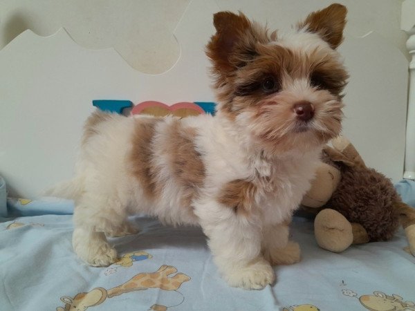 Biro Yorkshire terrier