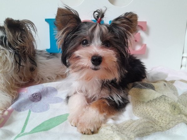 Biewer Yorkshire terrier