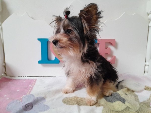 Biewer Yorkshire terrier