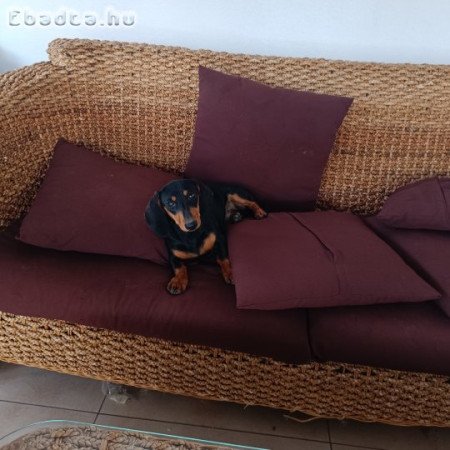 Fajtatiszta jellegű törpetacskó