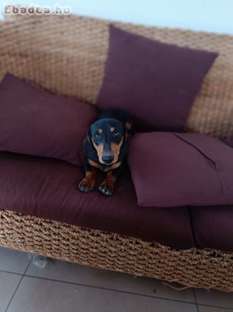 Fajtatiszta jellegű törpetacskó