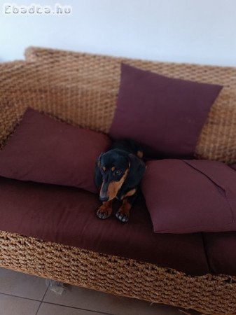 Fajtatiszta jellegű törpetacskó