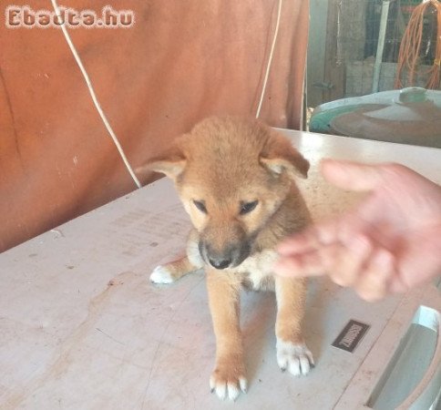 Shiba Inu kan kölyök eladó