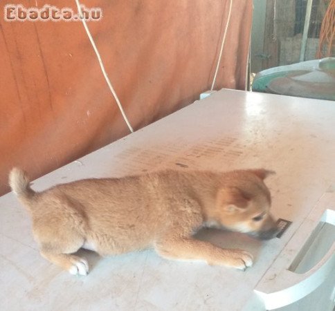 Shiba Inu kan kölyök eladó