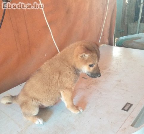 Shiba Inu kan kölyök eladó