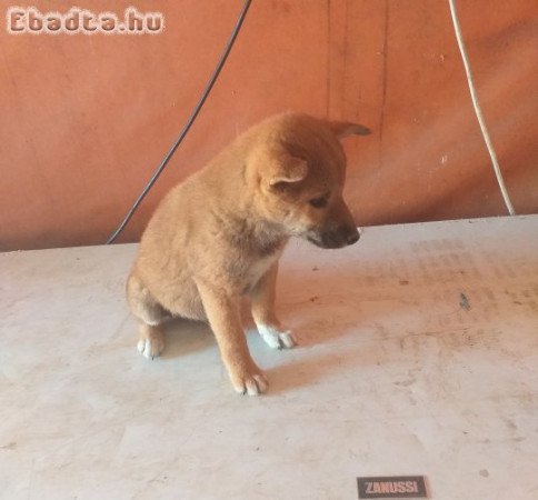 Shiba Inu kan kölyök eladó