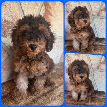 Cockapoo (spániel & uszkár)