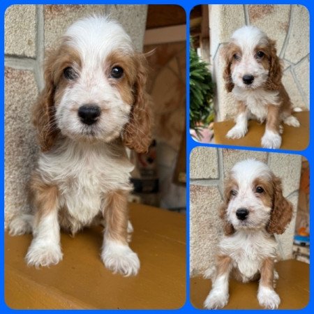 Cockapoo (spániel & uszkár)